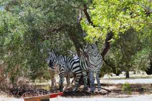 carrick hill 2014 (4)